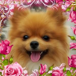 Meet your Posher, Pamela